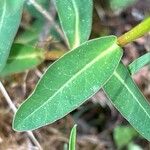 Euphorbia verrucosa Leaf