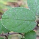 Cotoneaster zabelii മറ്റ്