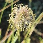 Cenchrus mezianus Flower