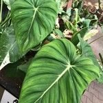 Philodendron gloriosum List