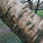 Betula medwediewii Corteza