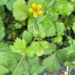 Geum urbanum Хабит