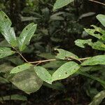 Coelocaryon preussii Hoja