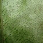 Bolbitis fluviatilis Hoja