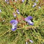 Salvia muirii Flower