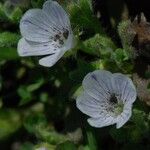 Nemophila spatulata Cvet