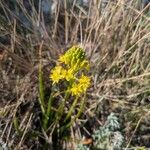 Bulbine abyssinicaBlüte