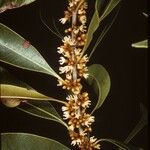 Sideroxylon salicifolium Цвят