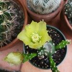 Opuntia stricta Flower