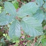 Rubus montanus Blatt