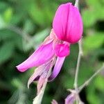 Lespedeza thunbergiiBloem