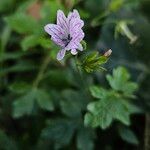 Geranium versicolor Kwiat