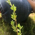 Veronica verna Leaf