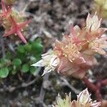 Sedum cespitosum Çiçek