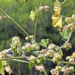 Malva nicaeensis Blad