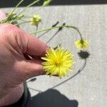 Pyrrhopappus carolinianus Flower