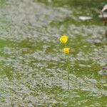 Utricularia gibba Συνήθη χαρακτηριστικά