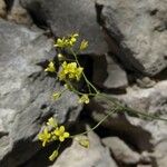 Biscutella lima Flower