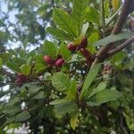 Synsepalum dulcificum Fruit