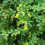 Berberis aggregata Leaf