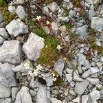 Saxifraga fragosoi Yeri