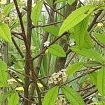 Cotoneaster salicifolius Φλοιός