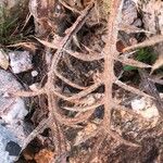 Cirsium odontolepis Fulla