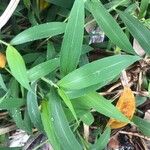 Setaria palmifolia Blatt