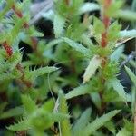 Saxifraga aspera Habit