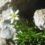 Moehringia ciliata Flower