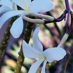 Plumeria filifolia Flower