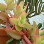 Crassula subacaulis Hoja