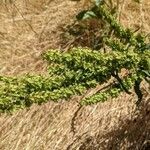 Rumex longifoliusŽiedas