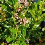 Ceanothus thyrsiflorus Hábito