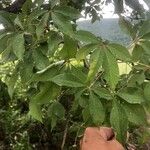 Ceiba aesculifolia Hoja