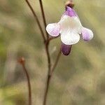 Genlisea angolensis Flor
