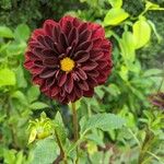 Dahlia pinnataFlower