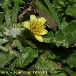 Hyoseris scabra Flower