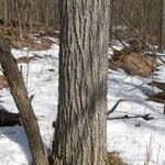 Ulmus thomasii Bark