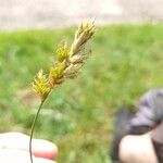 Carex arenaria Fiore