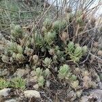 Sedum sediforme Frunză