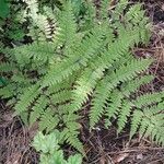 Athyrium vidalii Liść