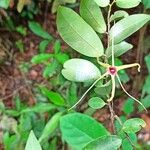 Xylopia longipetala Flor