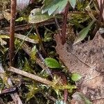 Potentilla canadensis Hoja