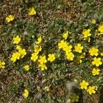 Potentilla tabernaemontaniКвітка