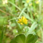 Trifolium dubiumKvet