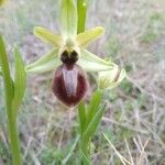 Ophrys passionis Fleur