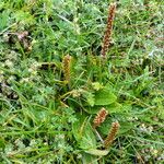 Plantago australis Natur