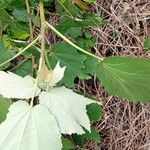 Triumfetta cordifolia Leaf