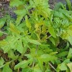 Sisymbrium officinale Foglia